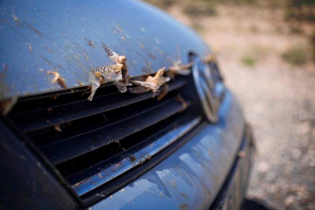 ON the R384 between Britstown and Calvinia